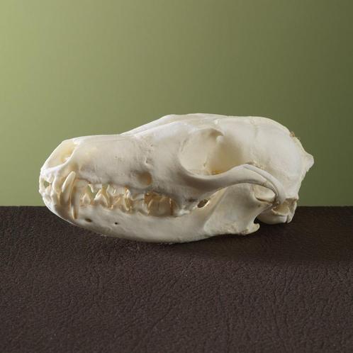 Vos Schedel Taxidermie Opgezette Dieren By Max, Verzamelen, Dierenverzamelingen, Opgezet dier, Nieuw, Wild dier, Ophalen of Verzenden
