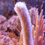 Muricea elongata (Carribbean soft seafan) L (Ong. 8-10 cm), Dieren en Toebehoren, Reptielen en Amfibieën