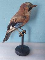 Gaai Taxidermie volledige montage - Garrulus glandarius - 33, Verzamelen, Dierenverzamelingen, Nieuw