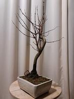 metasequoia bonsai in bonsaischaal - Hoogte (boom): 40 cm -