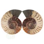 Ammoniet Fossiel paartje Nr 48 - 923  gram, Verzenden