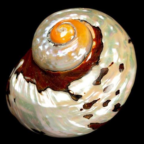 Parelmoer schelp Conchiglia Turbo Sarmaticus - Hoogte: 95 mm, Verzamelen, Dierenverzamelingen