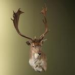 Damhert Taxidermie Opgezette Dieren By Max, Ophalen of Verzenden, Nieuw, Wild dier, Opgezet dier