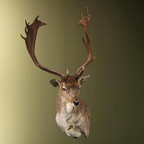 Damhert Taxidermie Opgezette Dieren By Max, Verzamelen, Dierenverzamelingen, Opgezet dier, Nieuw, Wild dier, Ophalen of Verzenden