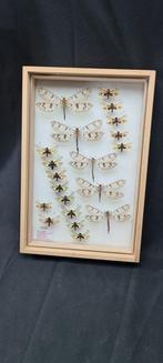 Large Paléarctique Neuroptera - insects incide museum box, Verzamelen, Nieuw