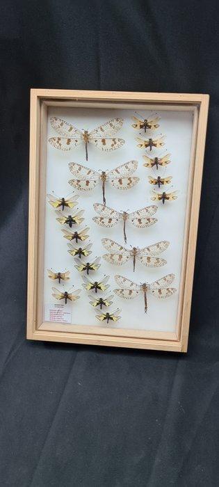 Large Paléarctique Neuroptera - insects incide museum box, Verzamelen, Dierenverzamelingen