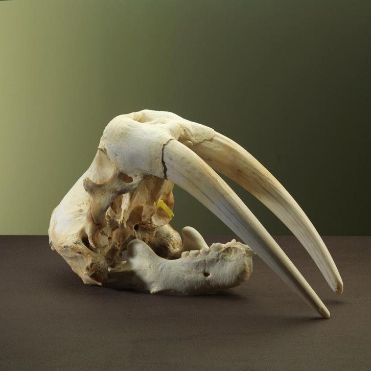 Walrus Schedel Taxidermie Opgezette Dieren By Max, Verzamelen, Dierenverzamelingen, Opgezet dier, Nieuw, Wild dier, Ophalen of Verzenden