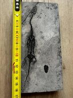 Zeereptiel - Gefossiliseerd dier - Keichousaurus - 16.3 cm -