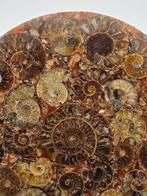 Ammoniet - Gefossiliseerde schelp - Aioloceras (Cleoniceras)