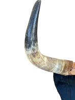 Spaanse stier Gewei - Bos Taurus - 32 cm - 48 cm - 8 cm -, Antiek en Kunst