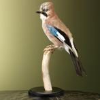 Gaai Taxidermie Opgezette Dieren By Max, Verzamelen, Ophalen of Verzenden, Nieuw, Vogel, Opgezet dier