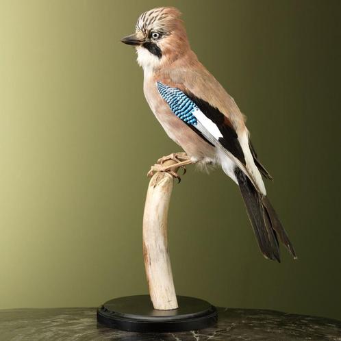 Gaai Taxidermie Opgezette Dieren By Max, Verzamelen, Dierenverzamelingen, Opgezet dier, Nieuw, Vogel, Ophalen of Verzenden