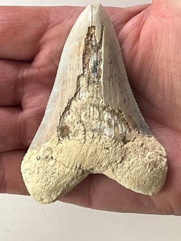 Megalodon tand 8,5 cm - Fossiele tand - Carcharocles