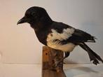 Ekster Taxidermie volledige montage - pica pica - 30 cm - 30, Nieuw