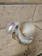 Tweekleppige Zeeschelp - Turbo Mamoratus (Zonder