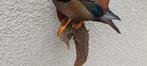 Eend Taxidermie volledige montage - Mandarin duck - 30 cm -, Nieuw