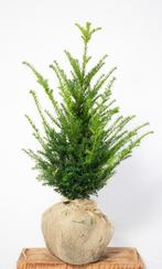 Taxus - Haagplanten - Vele soorten en maten 60 t/m 200cm, Ophalen of Verzenden