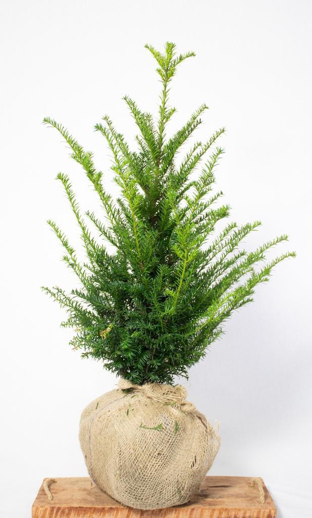 Taxus - Haagplanten - Vele soorten en maten 60 t/m 200cm, Tuin en Terras, Planten | Struiken en Hagen, Ophalen of Verzenden