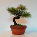 Pinus parviflora - Japanse witte den - pre-bonsai, Tuin en Terras, Bloeit niet, Verzenden, Overige soorten, Minder dan 100 cm