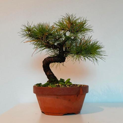 Pinus parviflora - Japanse witte den - pre-bonsai, Tuin en Terras, Planten | Bomen, Minder dan 100 cm, Overige soorten, Bloeit niet