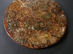 Ammoniet - Gefossiliseerde schelp - Aioloceras (Cleoniceras)