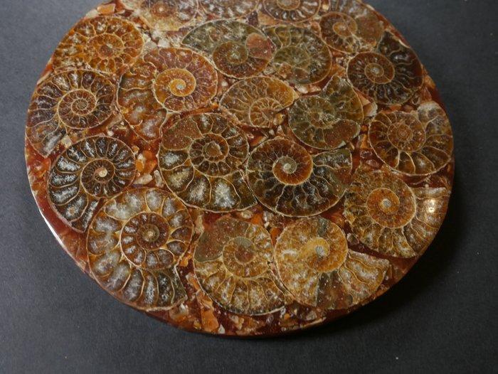 Ammoniet - Gefossiliseerde schelp - Aioloceras (Cleoniceras), Antiek en Kunst, Curiosa en Brocante