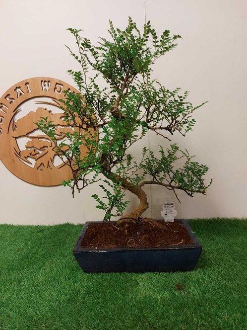 Bonsaï Poivre Chinois (Zanthoxylum) - Hauteur (arbre) : 60, Antiek en Kunst, Curiosa en Brocante