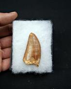 Dinosaurus - Fossiele tand - Carcharodontosaurus saharicus, Verzamelen