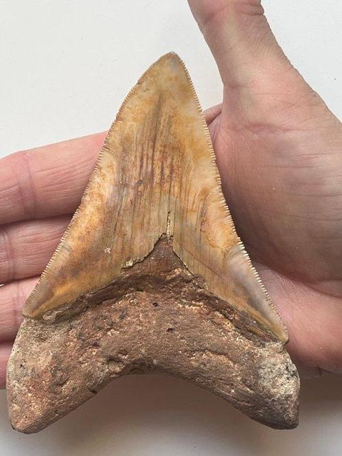 Megalodon tand 12,5 cm - Fossiele tand - Carcharocles, Verzamelen, Mineralen en Fossielen