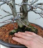 Europese iep - Hoogte (boom): 30 cm - Diepte (boom): 29 cm -