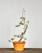 Bonsaï Pin (Pinus) - Hauteur (arbre) : 45 cm - Profondeur