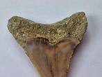 Megalodon - Fossiele tand - 5 cm (Zonder Minimumprijs), Verzamelen, Mineralen en Fossielen