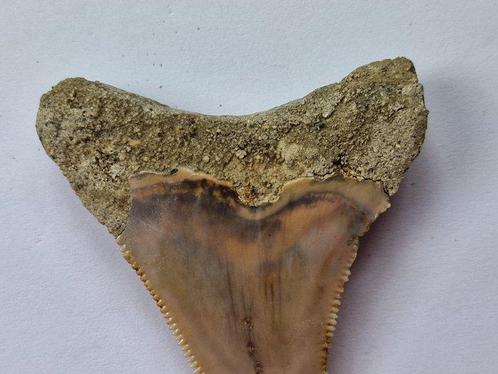 Megalodon - Fossiele tand - 5 cm (Zonder Minimumprijs), Verzamelen, Mineralen en Fossielen