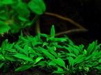 Anubias barteri var. nana Pangolino - pot, Dieren en Toebehoren, Verzenden, Nieuw