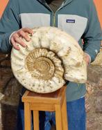 Ammoniet - Gefossiliseerde schelp - HUGE 18kg Perisphinctes, Verzamelen, Mineralen en Fossielen