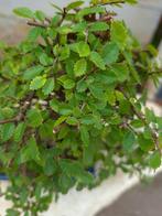 Zelkova - Geen minimumprijs - Hoogte (boom): 38 cm - Diepte