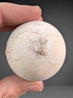 Tortue géante - Œuf fossilisé - Aldabrachelys abrupta - 5.2, Collections