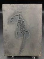 Fossiel - Fossiele matrix - Keichousaurus sp. - 22 cm - 17