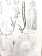 P.J,Van Beneden,Milne Edwards,etc... - Mémoire sur les vers