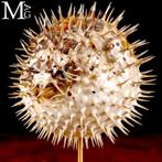 Poisson Globe sur base en bois et en laiton Support de corps, Antiek en Kunst, Curiosa en Brocante