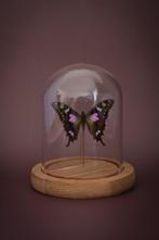 Vlinder Taxidermie volledige montage - Graphium Weiskei -, Verzamelen, Nieuw