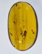 Birmese barnsteen - Barnsteen (Zonder minimumprijs)