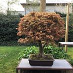 Japanese maple bonsai (Acer palmatum) - Hoogte (boom): 80 cm, Antiek en Kunst, Kunst | Schilderijen | Klassiek