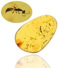 Ambre de Birmanie - Cabochon fossilisé - Hymenoptera (Wasp),