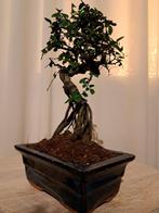 Chinese iep bonsai (Ulmus parviflora) - Hoogte (boom): 21 cm