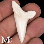 Requin Ensemble de dents - Isurus Oxyrinchus - 50 mm - 28 mm