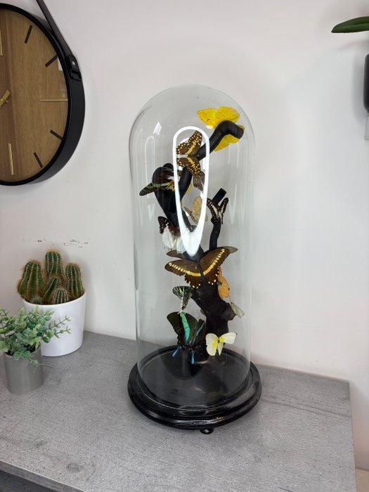 Vlinder Taxidermie volledige montage - Papilio, Graphium ou, Antiek en Kunst, Curiosa en Brocante