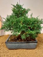 Jeneverbes bonsai (Juniperus) - Hoogte (boom): 28 cm -, Antiek en Kunst
