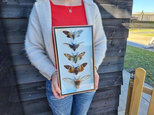 Large Frame - Real Cicades - Vitrinelijst  - Glas, Hout, Antiek en Kunst, Kunst | Designobjecten