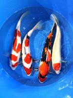 Hirasawa Marusei 45-55cm (Japanse Koi), Ophalen of Verzenden